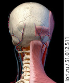Posterior view of head with skull, blood vessels and muscles, black background. Стоковое фото, фотограф Leonello Calvetti/Stocktrek Images / ТАСС / Фотобанк Лори