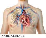 Human heart cross-section with vessels, bronchial tree and cut rib cage. Стоковое фото, фотограф Leonello Calvetti/Stocktrek Images / ТАСС / Фотобанк Лори
