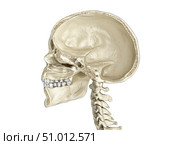 Human skull mid sagittal cross-section, side view, white background. Стоковое фото, фотограф Leonello Calvetti/Stocktrek Images / ТАСС / Фотобанк Лори