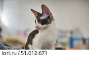 Cornish rex cat looking sideways during cat show. Стоковое видео, видеограф Mikhail Davidovich / Фотобанк Лори