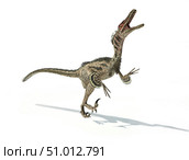 Velociraptor dinosaur on white background. Стоковое фото, фотограф Leonello Calvetti/Stocktrek Images / ТАСС / Фотобанк Лори