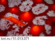 Commensal shrimp on a sea star, La Paz, Mexico. Стоковое фото, фотограф Todd Winner/Stocktrek Images / ТАСС / Фотобанк Лори