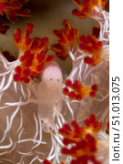 Commensal Shrimp on soft coral in Raja Ampat, Indonesia. Стоковое фото, фотограф Todd Winner/Stocktrek Images / ТАСС / Фотобанк Лори