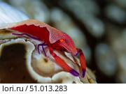 Imperator Commensal Shrimp on Eyed Sea Cucumber. Стоковое фото, фотограф Todd Winner/Stocktrek Images / ТАСС / Фотобанк Лори
