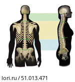 Side and dorsal view of spine showing cervical, thoracic and lumbar divisions (2020 год). Стоковое фото, фотограф Elise Walmsley-MacWha/Stocktrek Images / ТАСС / Фотобанк Лори