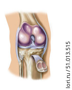 Knee from front with patella retracted to expose joint. Стоковое фото, фотограф Elise Walmsley-MacWha/Stocktrek Images / ТАСС / Фотобанк Лори