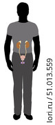 Male silhouette showing kidneys, bladder, prostate and testes. Стоковое фото, фотограф Elise Walmsley-MacWha/Stocktrek Images / ТАСС / Фотобанк Лори