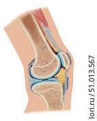 Side cross section of knee joint showing internal structures. Стоковое фото, фотограф Elise Walmsley-MacWha/Stocktrek Images / ТАСС / Фотобанк Лори
