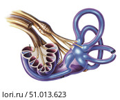 Cochlea detail with vestibulocochlear nerve. Стоковое фото, фотограф Elise Walmsley-MacWha/Stocktrek Images / ТАСС / Фотобанк Лори