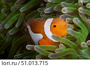 False Ocellaris Clownfish in its host anemone, Papua New Guinea. Стоковое фото, фотограф Terry Moore/Stocktrek Images / ТАСС / Фотобанк Лори