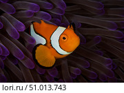 False Ocellaris Clownfish in its host anemone, Papua New Guinea. Стоковое фото, фотограф Terry Moore/Stocktrek Images / ТАСС / Фотобанк Лори