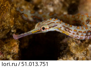 Scribbled Pipefish on a pink sponge, Papua New Guinea. Стоковое фото, фотограф Terry Moore/Stocktrek Images / ТАСС / Фотобанк Лори