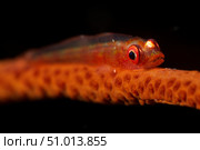 Red goby sitting motionless on whip coral, Fiji. Стоковое фото, фотограф Terry Moore/Stocktrek Images / ТАСС / Фотобанк Лори