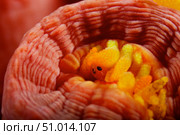 1 cm yellow tube polyp with a small macroscopic Isopod feeding on it. Стоковое фото, фотограф Terry Moore/Stocktrek Images / ТАСС / Фотобанк Лори