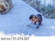 A curious young monkey plays next to its mother monkey in the wild during the daytime. Стоковое фото, фотограф Татьяна  Бральнина / Фотобанк Лори