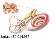 Anatomy of human ear, membranous labyrinth. Стоковое фото, фотограф Stocktrek Images, Inc. / ТАСС / Фотобанк Лори