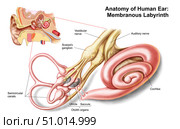 Anatomy of human ear, membranous labyrinth. Стоковое фото, фотограф Stocktrek Images, Inc. / ТАСС / Фотобанк Лори