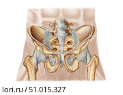 Anatomy of human pelvic bone and ligaments. Стоковое фото, фотограф Stocktrek Images, Inc. / ТАСС / Фотобанк Лори