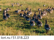 Domestic gray geese on a meadow. Gray Geese in the grass, domestic bird, flock of geese. Стоковое фото, фотограф Ольга Сейфутдинова / Фотобанк Лори