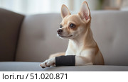 Cute chihuahua dog with bandaged paw resting calmly on couch. Стоковое AI-изображение, AI-художник Катерина Бондарец / Фотобанк Лори