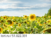 Поле подсолнухов. Стоковое фото, фотограф Илья Старков / Фотобанк Лори