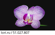 Pink phalaenopsis orchid flowers bloomed against a black background. Time lapse, close-up. Wedding background, Valentine's Day concept. Time Lapse.4k. Стоковое видео, видеограф Marina Gabdullina / Фотобанк Лори