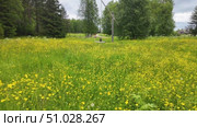 Wildflowers on a sunny summer day. Стоковое видео, видеограф Виктор Тихонов / Фотобанк Лори