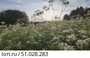Wildflowers on a sunny summer day. Стоковое видео, видеограф Виктор Тихонов / Фотобанк Лори