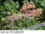The branches of the liquidambar tree (Liquidambar styraciflua), affected by the caterpillars of the hyphantria cunea. Стоковое фото, фотограф Екатерина Лызлова / Фотобанк Лори