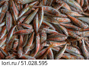 Freshly caught mediterranean fish red mullet. Стоковое фото, фотограф Екатерина Лызлова / Фотобанк Лори