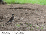 Птица дрозд-рябинник (Turdus pilaris) стоит на голой земле и смотрит в сторону. Сцена дикой природы с местом для текста. Стоковое фото, фотограф Евгений Ковальский / Фотобанк Лори