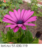 Osteospermum ecklonis. Стоковое фото, фотограф Александр Карпенко / Фотобанк Лори