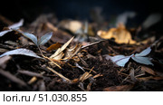 Macro shot of leaves and organic matter decomposing. Recycling of waste, zero waste production, preservation of the ecology of the Earth. Стоковое AI-изображение, AI-художник ALLA YURTAYEVA / Фотобанк Лори