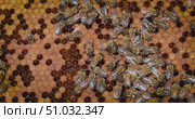 Honey Bees working on honeycomb close-up shot. Bees are best known to humans for their ecological roles as pollinators. Стоковое видео, видеограф Андрей Армягов / Фотобанк Лори