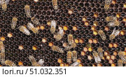 Honey Bees working on honeycomb close-up shot. Bees are best known to humans for their ecological roles as pollinators. Стоковое видео, видеограф Андрей Армягов / Фотобанк Лори