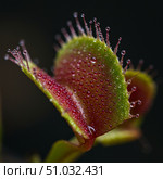 Dew drops on a carnivorous sundew plant. Exotic botany and nature concept. Macro photography of a unique plant. Стоковое AI-изображение, AI-художник Анжелика Самсонова / Фотобанк Лори