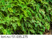 Close-up of variegated green leaves of a tropical plant with a unique pattern and texture. Vibrant natural greenery creates a living carpet effect, conveying an atmosphere of freshness and natural harmony. Стоковое фото, фотограф Анна Кривицкая / Фотобанк Лори