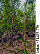 A tropical forest with dense bamboo thickets and tall trees growing among large stone boulders. Soft light penetrates through the crowns, creating an atmosphere of privacy and tranquility. A rocky path leads deep into the jungle, inviting you to explore untouched nature. Стоковое фото, фотограф Анна Кривицкая / Фотобанк Лори