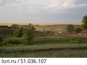 Табун возвращается с пастбища. Стоковое фото, фотограф Ольга Дубровская / Фотобанк Лори