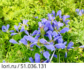 Dracocephalum charkeviczii Prob. (семейство Lamiaceae). Змееголовник Харкевича в бухте Ахлестышева на острове Русский. Россия, Владивосток. Стоковое фото, фотограф Овчинникова Ирина / Фотобанк Лори