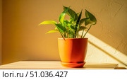 Home interior background showing green houseplant in sunlight, beautiful potted pothos plant on wooden table with sunbeam and shadow on yellow wall decor. Стоковое AI-изображение, AI-художник Павел Муравьев / Фотобанк Лори
