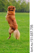 A Golden Retriever Joyfully Chasing a Blue Ball Across a Lush Green Field, Capturing the Essence of Playful Mishaps in Nature During a Sunny Day. Стоковое AI-видео, аниматор Владимир Федоров / Фотобанк Лори