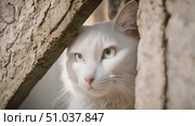 White cat cautiously peeks out from behind a tree, observing its surroundings with curiosity and alertness. Стоковое AI-видео, аниматор Данила Большаков / Фотобанк Лори