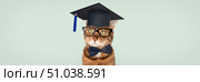 A straight-A Bengal cat with glasses, a bow tie and a graduation cap. Стоковое фото, фотограф Светлана Султанаева / Фотобанк Лори