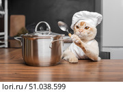 Burmese cat dressed as a chef with a saucepan in the kitchen. Стоковое фото, фотограф Светлана Султанаева / Фотобанк Лори