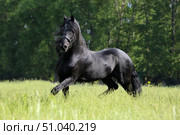 Beautiful black friesian horse galloping in the summer green meadow. Прекрасный черный конь фризской породы скачет галопом по летнему зеленому лугу. Стоковое фото, фотограф Михаил Кондрашов / Фотобанк Лори