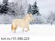 Heavy draft horse walks in a snowy paddock on a winter day. Упряжная лошадь гуляет в заснеженной леваде на ферме зимним днем. Стоковое фото, фотограф Михаил Кондрашов / Фотобанк Лори