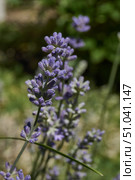 Lavender (lat. Lavandula) blooms in the garden. Lavender is a genus of plants in the family Lamiaceae or Labiatae. Стоковое фото, фотограф Андрей Жигальцов / Фотобанк Лори