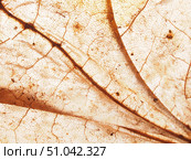 Dried fallen autumn leaf close-up. Autumn foliage. Macro mode. Texture. Стоковое фото, фотограф Олег Тараканов / Фотобанк Лори