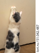 A white cat with gray spots stands on its hind legs, stretching upwards, and reaches its front paws towards the wall where a red dot of a laser pointer glows. The scene was filmed in a room with a wooden floor. The playful moment conveys the curiosity and hunting instincts of a cat. Стоковое фото, фотограф Анна Кривицкая / Фотобанк Лори